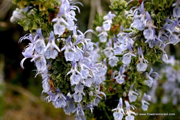 Rosmarinus officinalis